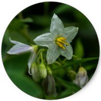 Patata - Potato- Solanum Tuberosum