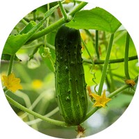 Pepino: Cucumis Sativus