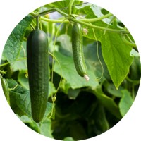 Pepino: Cucumis Sativus