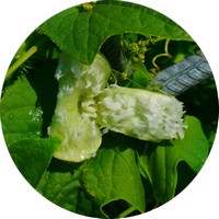 Ecballium Elaterium - Pepino Explosivo