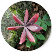 Indian Cucumber - Medeola Virginiana