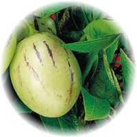 Pepino Melon: Solanum Muricatum