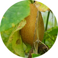 Pepino reticulado armenio