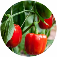 Capsicum Annuum