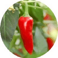 Capsicum Annuum - Sweet Pepper