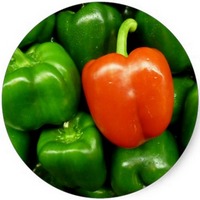 Capsicum Annuum - Sweet Pepper