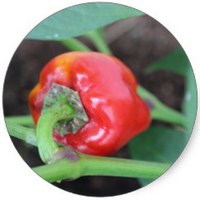 Capsicum Annuum - Poivron