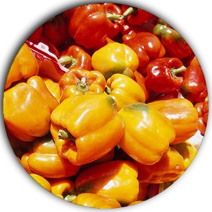 Capsicum Annuum - Sweet Pepper