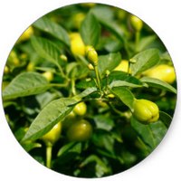 Capsicum Annuum - Bell Pepper