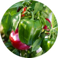 Capsicum Annuum - Piperra