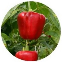 Capsicum Annuum - Piperra