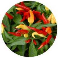 Bell Pepper - Capsicum Annuum - Piperra