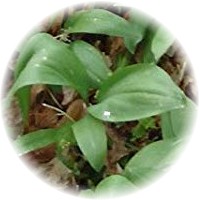 Allium Triccocum - Wilde Leek