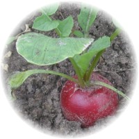 Radish: Raphanus