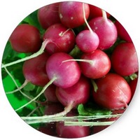 Radish: Raphanus