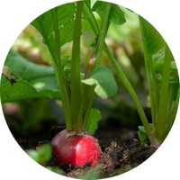 Radish: Raphanus
