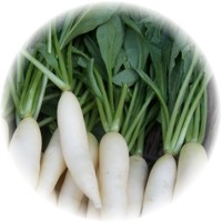 Raphanus Sativus Longipinnatus - Daikon
