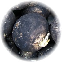 Black Radish