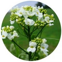 Rábano Picante - Horseradish