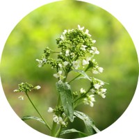 Rábano Picante - Horseradish