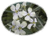 Raphanus Raphanistrum - Rabano Silvestre