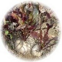 Remolacha: Beta Vulgaris