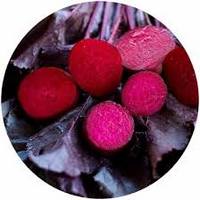 Remolacha: Beta Vulgaris