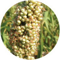 Sorghum Bicolor
