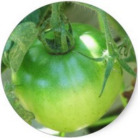Tomate: Solanum Lycopersicum