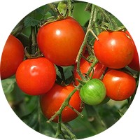 Tomate: Solanum Lycopersicum