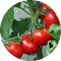 Tomate - Solanum