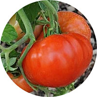 Tomate: Solanum Lycopersicum