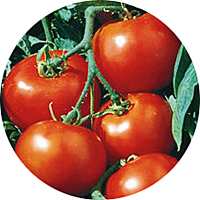 Tomate: Solanum Lycopersicum