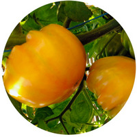Tomate - Solanum