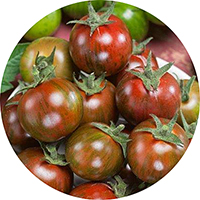 Tomate - Solanum