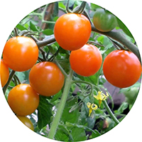 Tomate Cherry