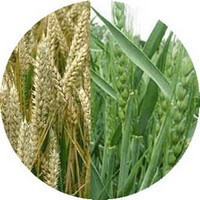 Triticum Sativum