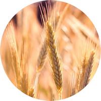 Triticum Sativum