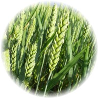 Triticum Sativum