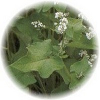 Trigo sarraceno: Fagopyrum Esculentum