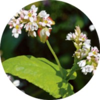 Trigo sarraceno: Fagopyrum Esculentum