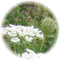 Zanahoria - Daucus Carota