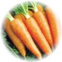 Zanahoria - Daucus Carota