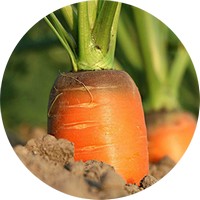 Zanahoria - Daucus Carota