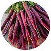 Zanahoria Morada - Daucus Carota